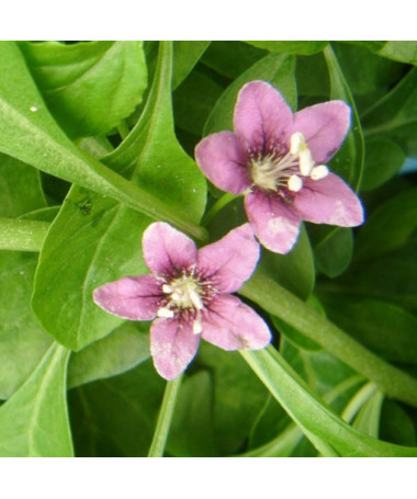 Goji-Beere - Sweet Berry P9/C1