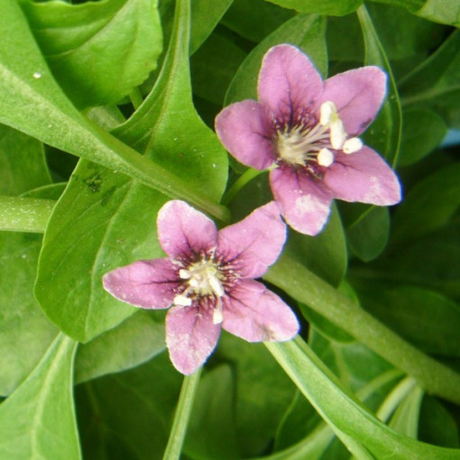 Goji-Beere - Sweet Berry P9/C1