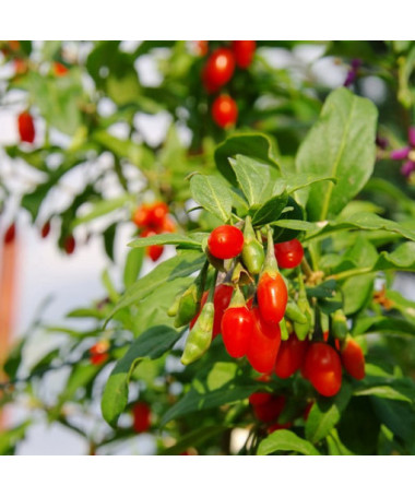 Goji-Beere - Big Berry P9/C1