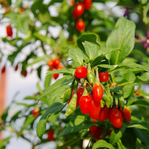 Goji-Beere - Big Berry P9/C1