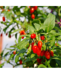 Goji-Beere - Big Berry P9/C1