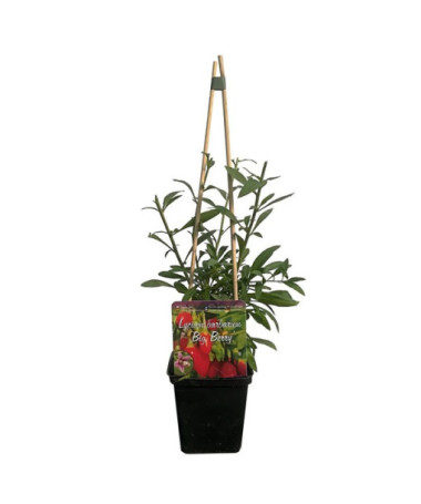 Goji-Beere - Big Berry P9/C1