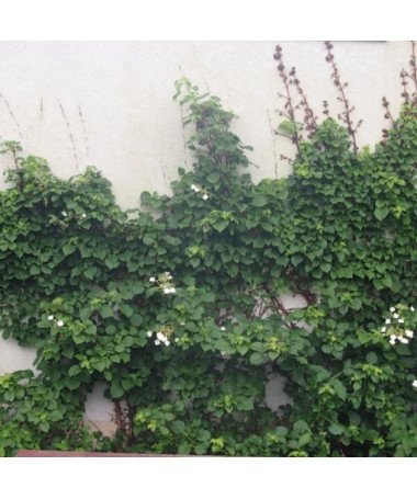 Kletterhortensie Petiolaris Poj, 2L