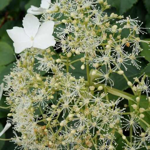 Kletter-Hortensie 'Mirranda' Topf, 2L