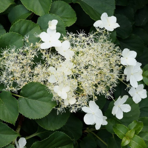 Kletter-Hortensie 'Mirranda' Topf, 2L