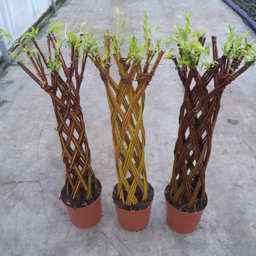 Geflochtene Bunte Weide (Salix alba x purpurea)