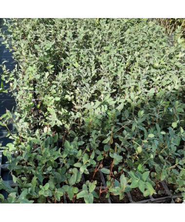 Kamtschatka-Blaubeere 'Lori' P9/C1