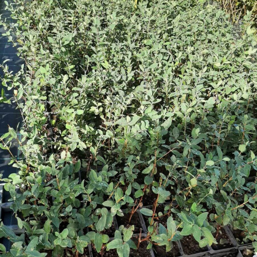 Kamtschatka-Blaubeere 'Lori' P9/C1