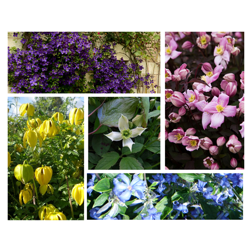 Set aus 3 Stück - Clematis in P9/C1 Töpfen