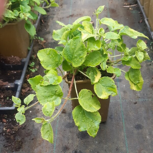 Kletter-Hortensie 'Mirranda' Topf, 2L