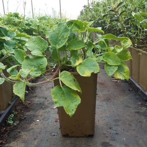 Kletterhortensie 'Mirranda' P9/C1