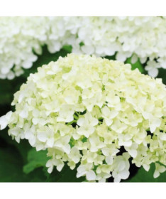 Strauchhortensie 'Annabelle' Topf, 2l
