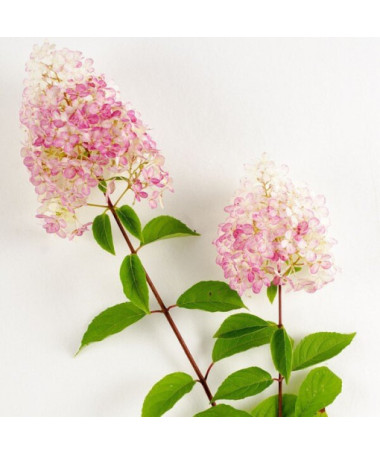 Rispenhortensie 'Vanille Fraise' im Topf, 2L