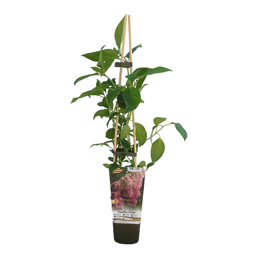 Vanille Frise Bukettenhortensie in P9/C1