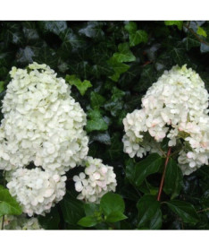 Bukettenhortensie 'Unique' im 2l-Topf