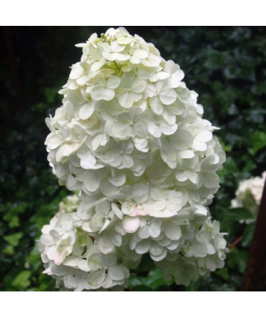 Bukettenhortensie 'Unique' P9/C1
