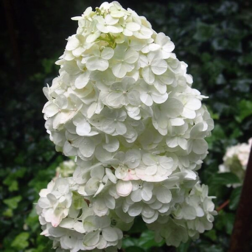 Bukettenhortensie 'Unique' P9/C1