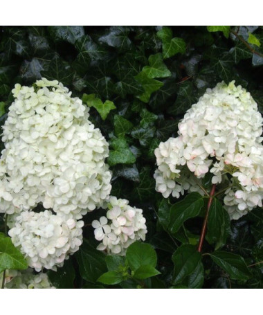 Bukettenhortensie 'Unique' P9/C1