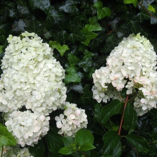 Bukettenhortensie 'Unique' P9/C1