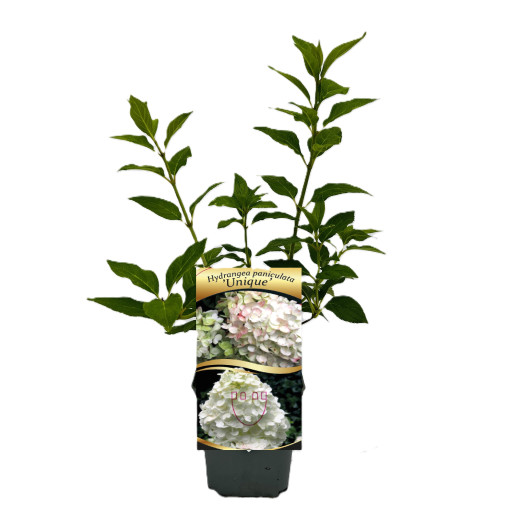 Bukettenhortensie 'Unique' P9/C1