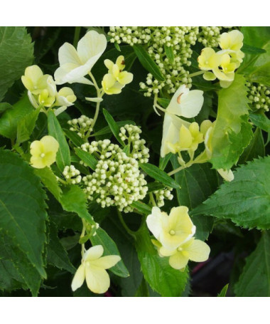 Bukettenhortensie 'Tardiva' im 2l-Topf