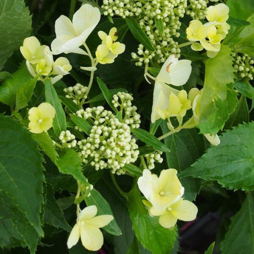 Bukettenhortensie 'Tardiva' im 2l-Topf