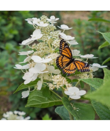Bukettenhortensie 'Tardiva' P9/C1