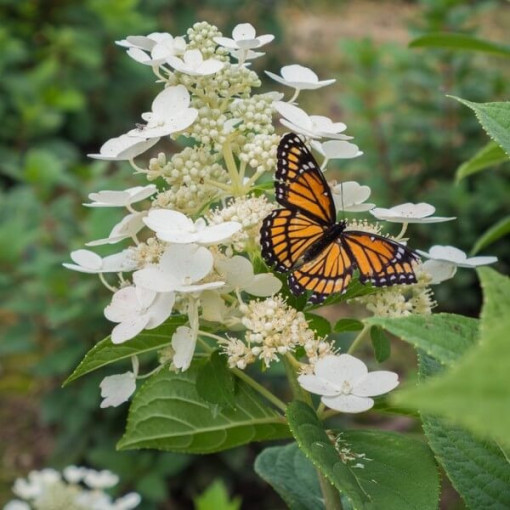 Bukettenhortensie 'Tardiva' P9/C1