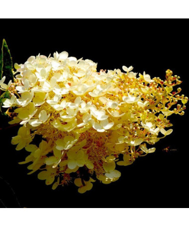 Bukettenhortensie 'Tardiva' P9/C1