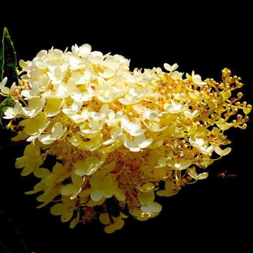 Bukettenhortensie 'Tardiva' P9/C1