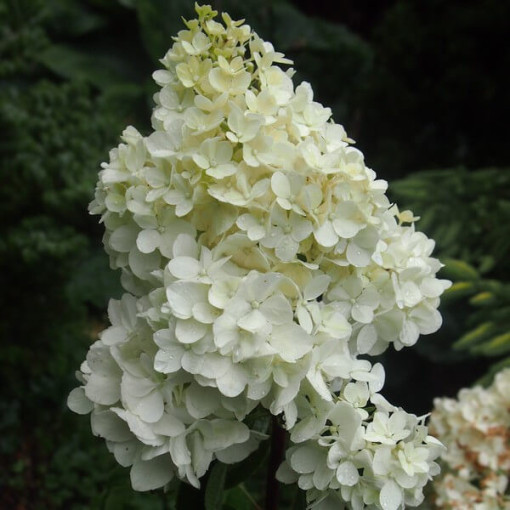 Bukettenhortensie 'Tardiva' P9/C1