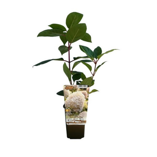 Bukettenhortensie 'SILVER DOLLAR' im 2l-Topf