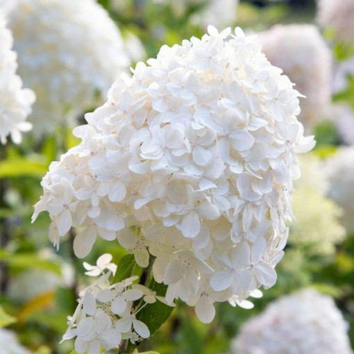 Bukettenhortensie 'SILVER DOLLAR' im 2l-Topf