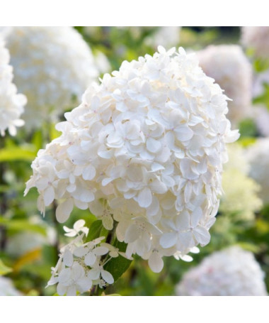 Bukettenhortensie 'SILVER DOLLAR' P9/C1