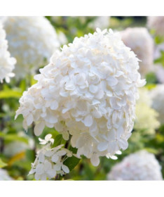 Bukettenhortensie 'SILVER DOLLAR' P9/C1