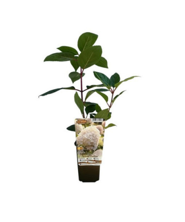 Bukettenhortensie 'SILVER DOLLAR' P9/C1