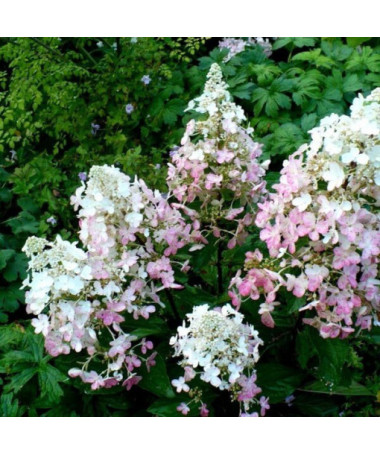 Bukettenhortensie 'Ruby' syn, Angel's Blush P9/C1
