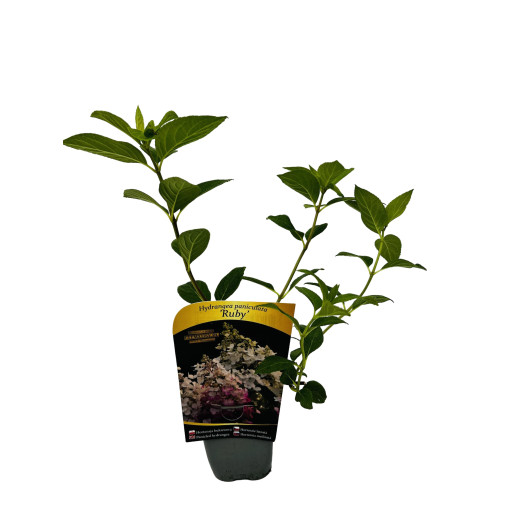 Bukettenhortensie 'Ruby' syn, Angel's Blush P9/C1