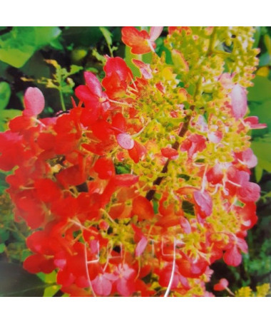 Bukettenhortensie 'Red Star' P9/C1