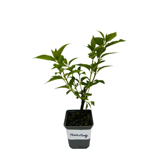 Bukettenhortensie 'Pink Lady' P9/C1