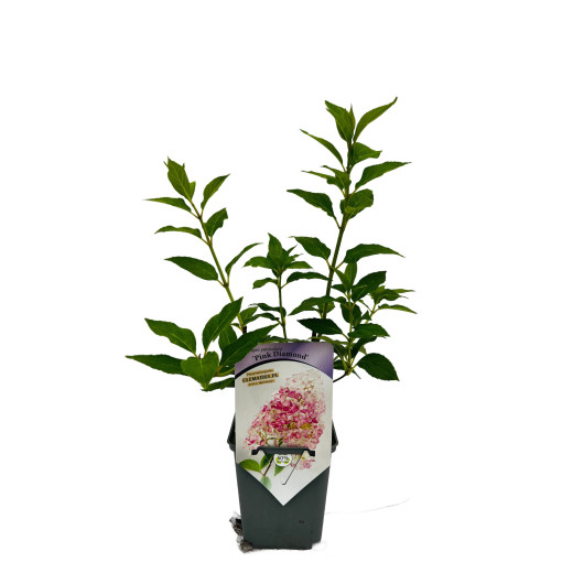 Bukettenhortensie 'Pink Diamond' P9/C1