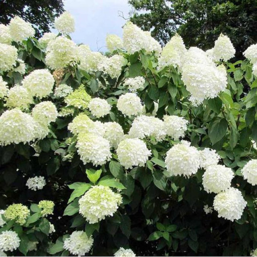 Bukettenhortensie 'Grandiflora' im 2l-Topf