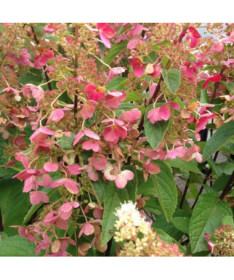 Bukettenhortensie 'DHARUMA' im 2l-Topf