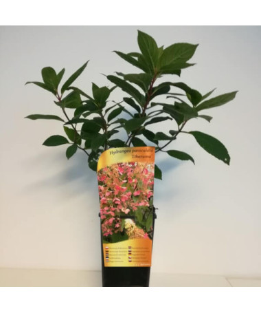 Bukettenhortensie 'DHARUMA' im 2l-Topf
