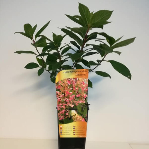 Bukettenhortensie 'DHARUMA' im 2l-Topf