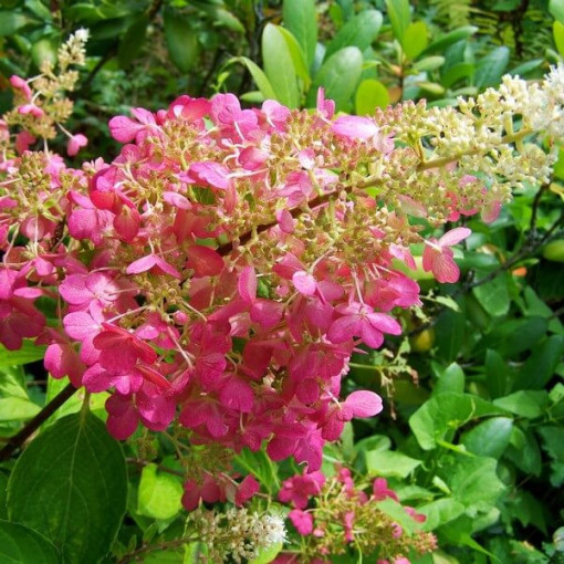 Bukettenhortensie 'DHARUMA' im 2l-Topf