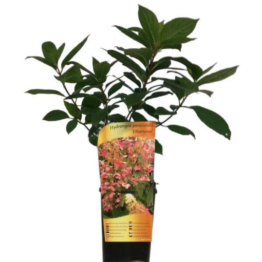 Bukettenhortensie 'DHARUMA' im 2l-Topf
