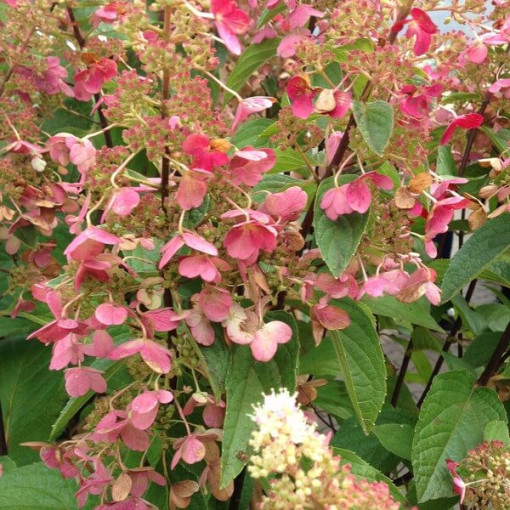 Bukettenhortensie 'DHARUMA' P9/C1