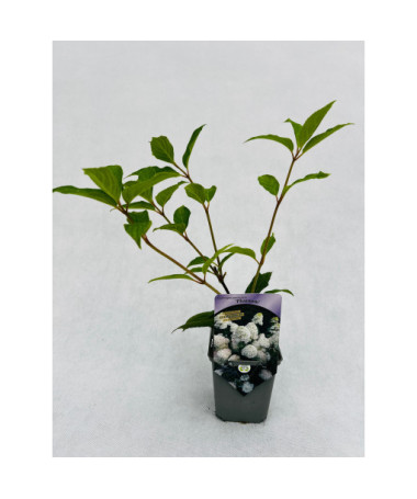 Bukettenhortensie 'PHANTOM' P9/C1