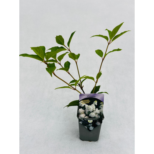 Bukettenhortensie 'PHANTOM' P9/C1